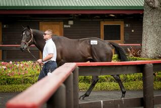 The equal top-priced Lot on Day 1, Ohukia Lodge's Savabeel colt at Lot 127.